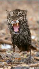 bichos05.jpg